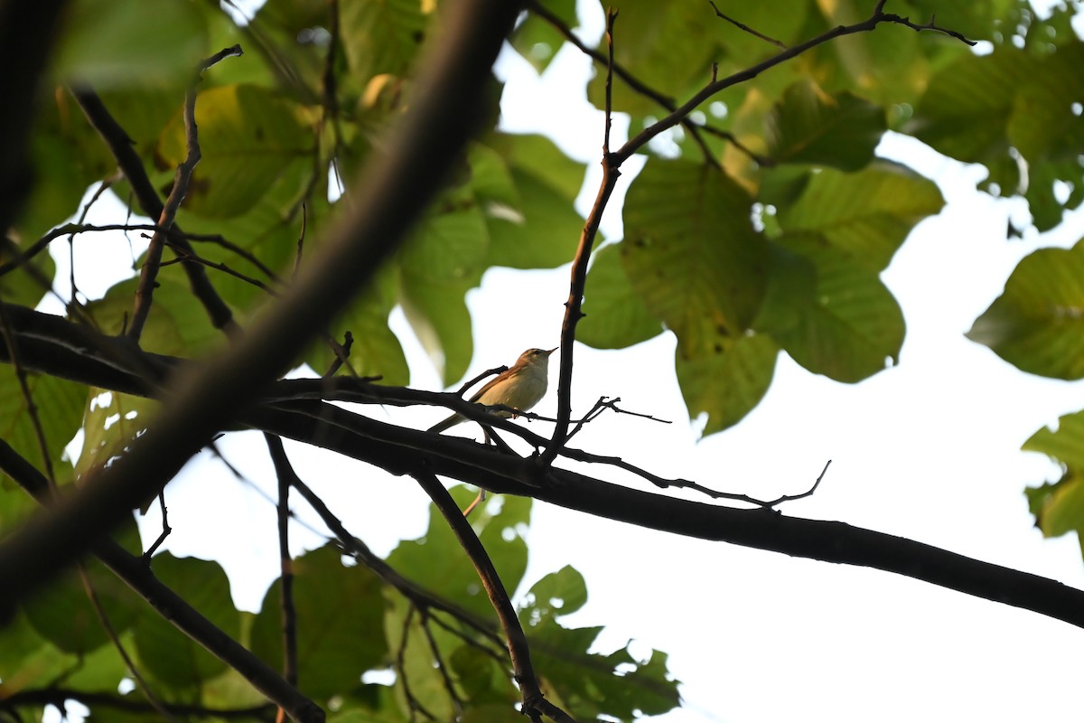 Greenish Warbler - ML643868876