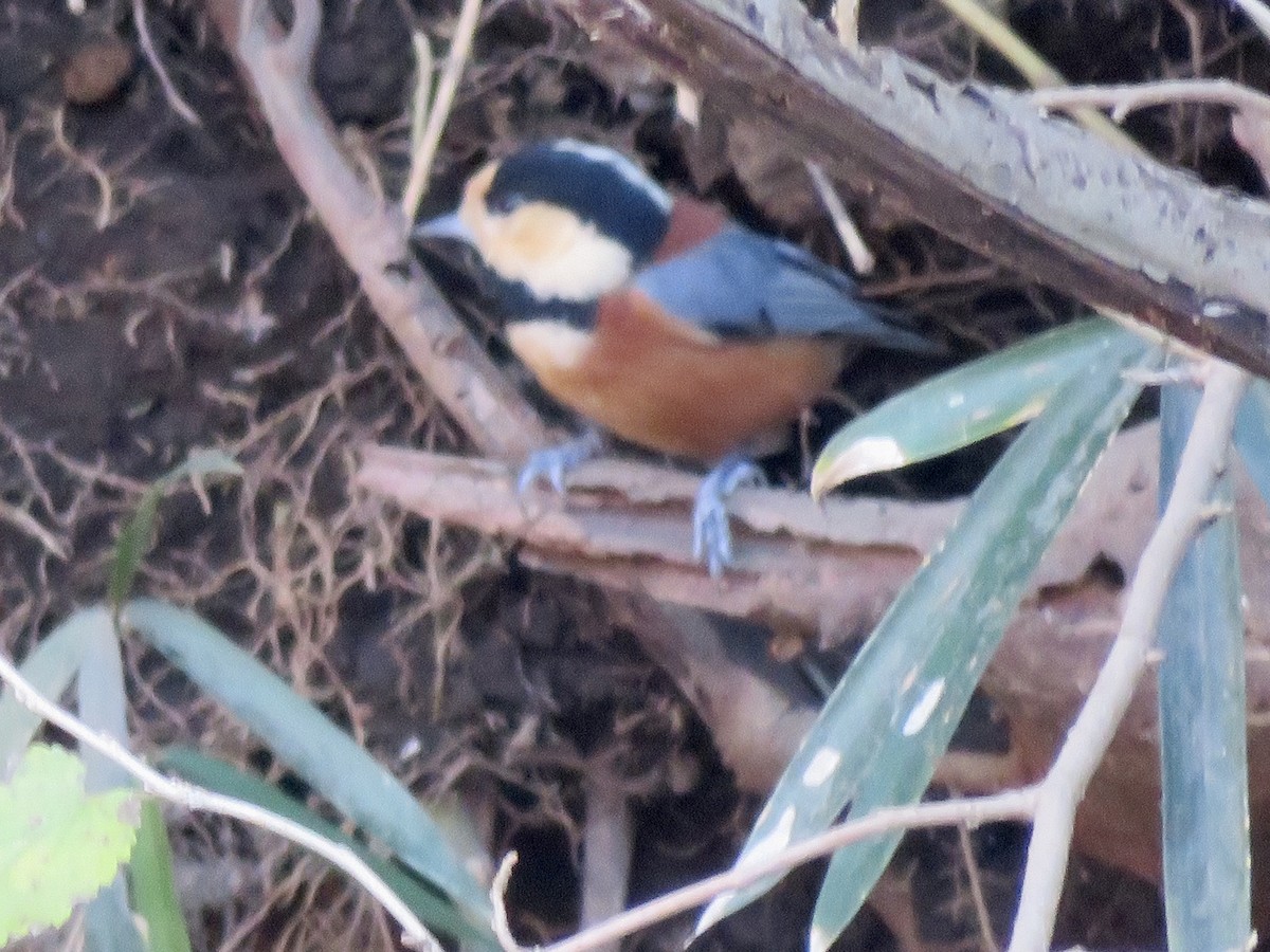 Varied Tit - ML643868896