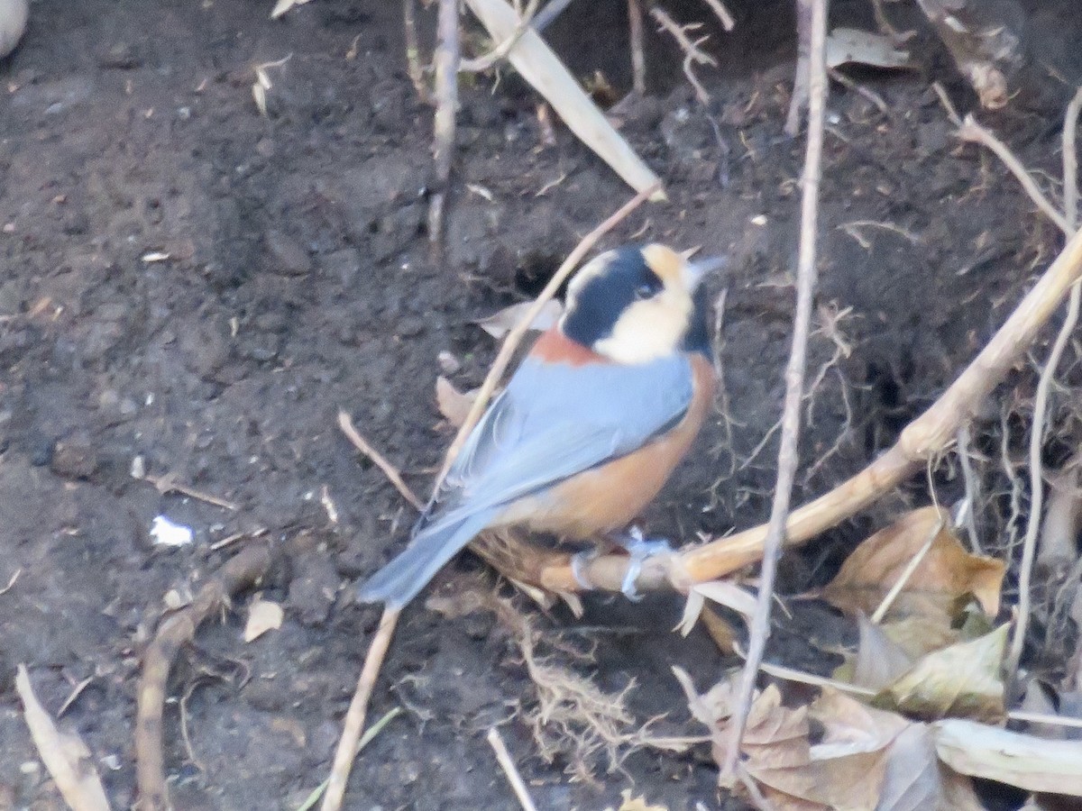 Varied Tit - ML643868897