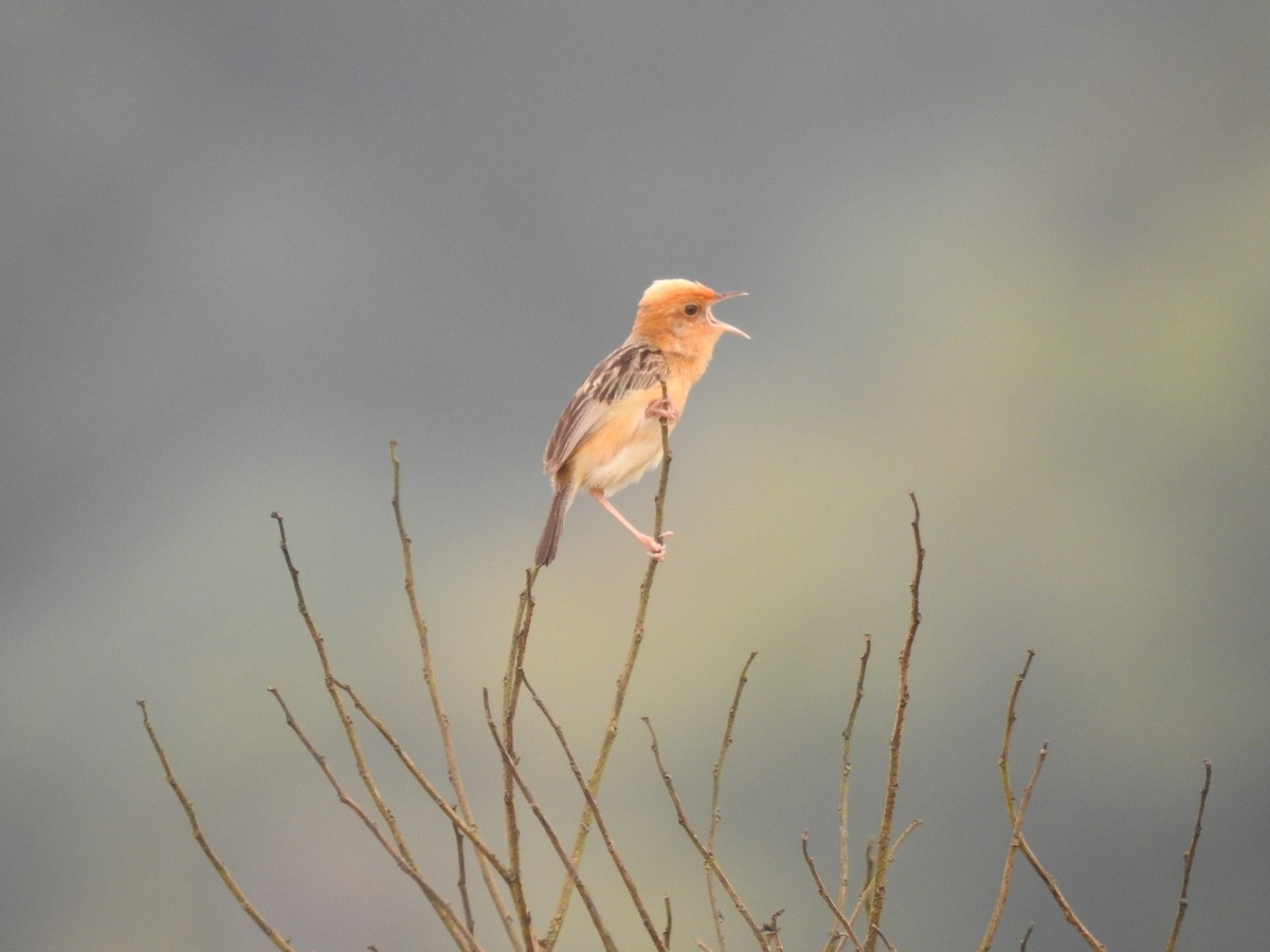 Golden-headed Cisticola - ML643868903
