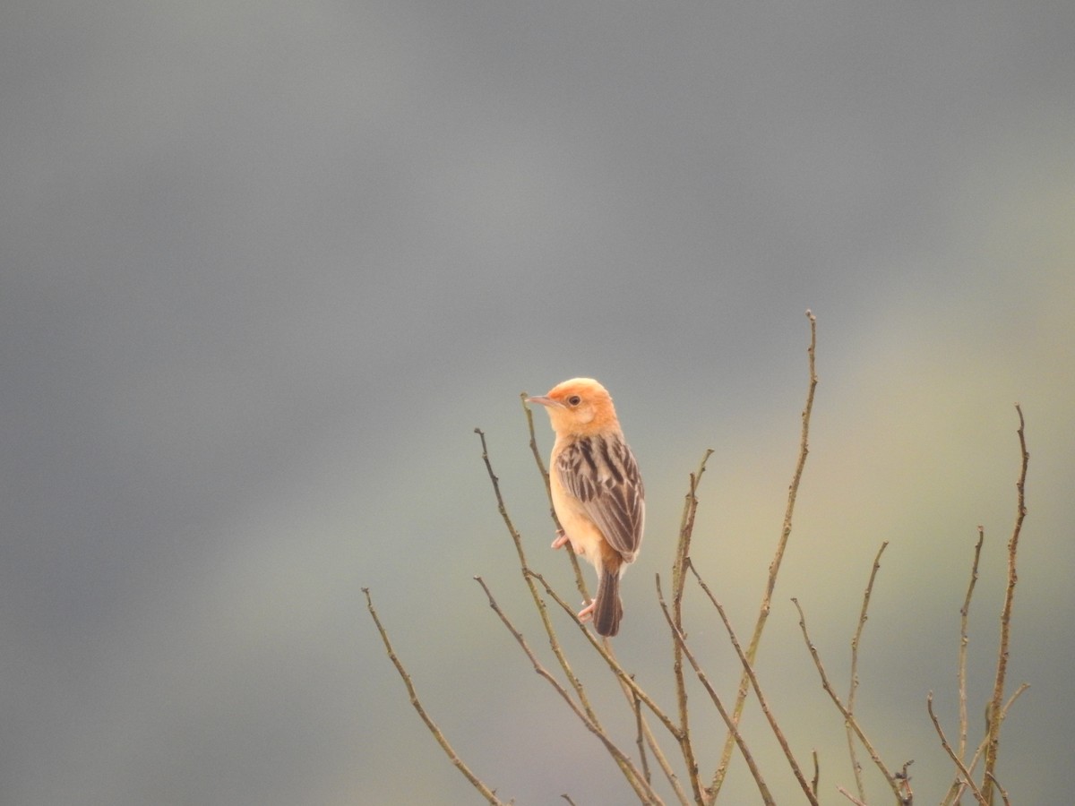 Golden-headed Cisticola - ML643868907