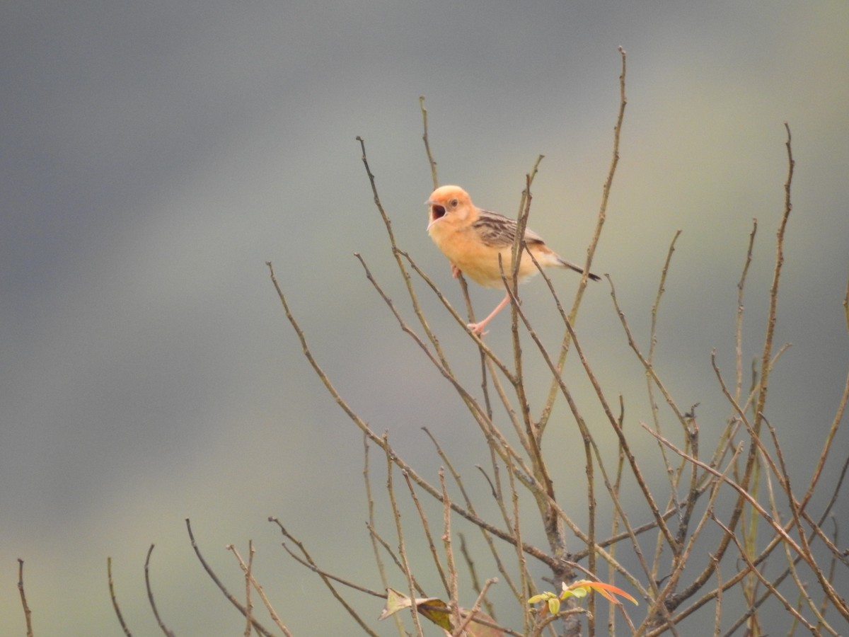Golden-headed Cisticola - ML643868908