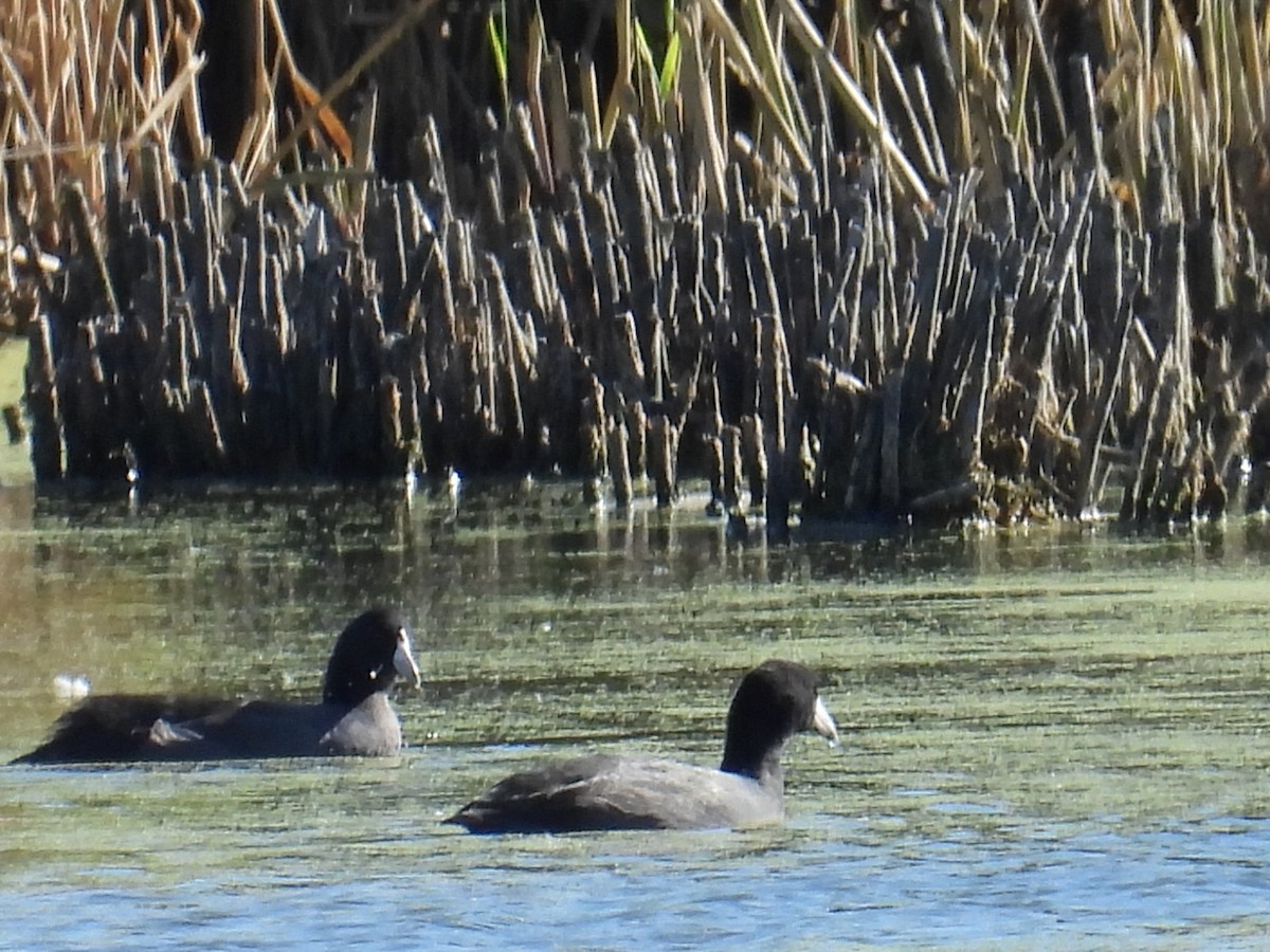 American Coot - ML643868909