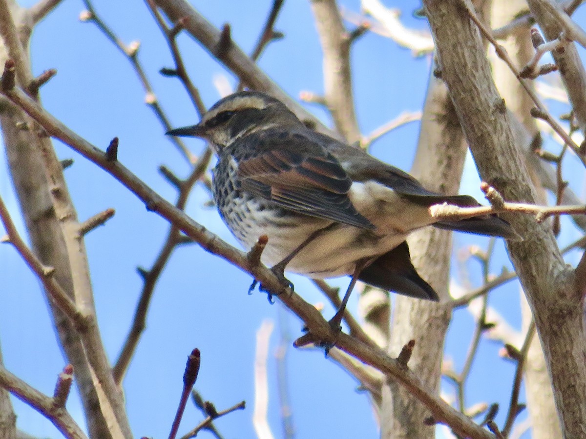 Dusky Thrush - ML643868912