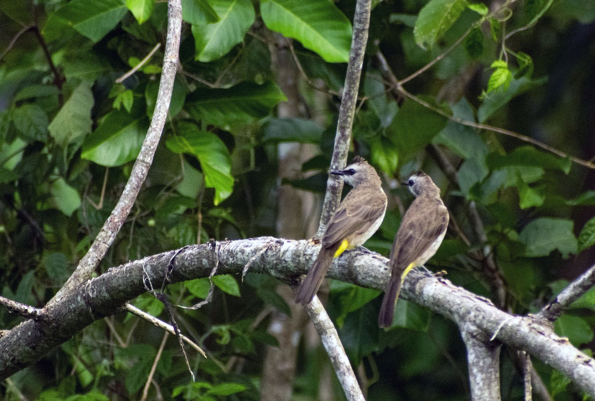 Yellow-vented Bulbul - ML643868925