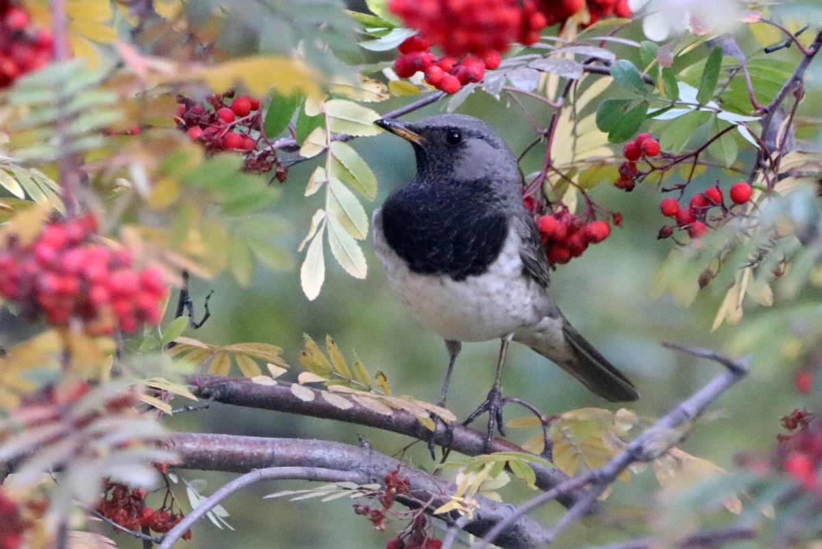 Дрізд чорноволий - ML643868926