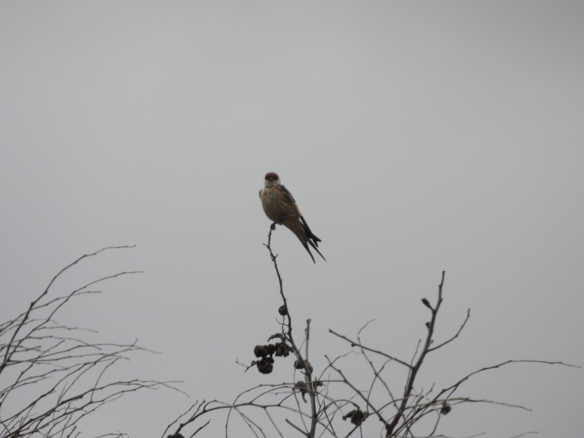 Greater Striped Swallow - ML643868927