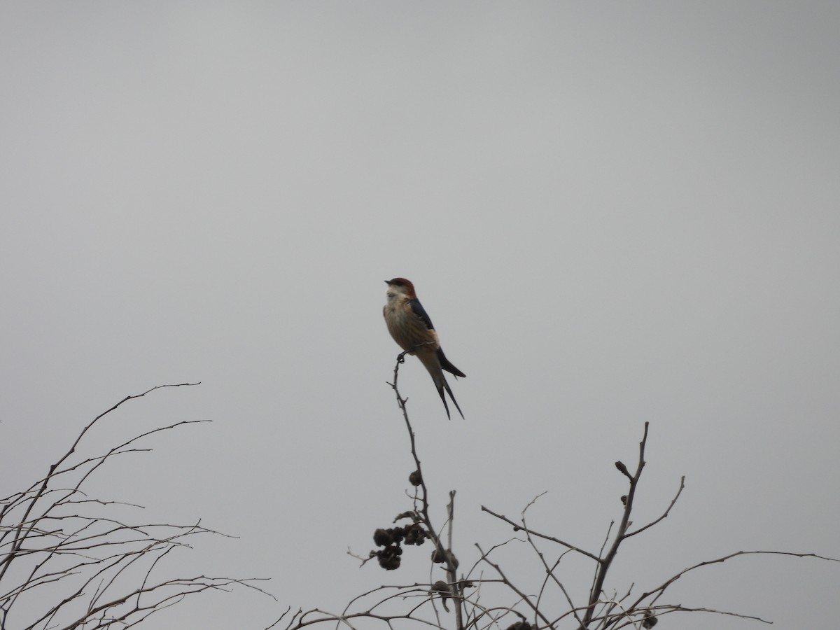 Greater Striped Swallow - ML643868928