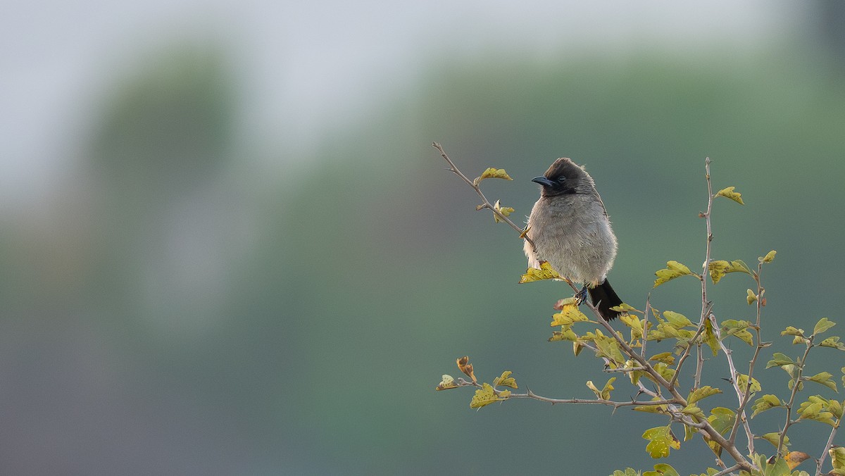 Common Bulbul - ML643868930