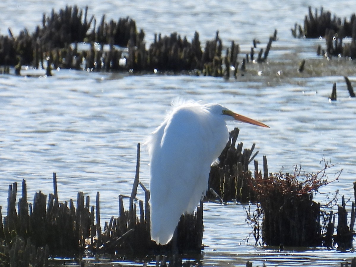 Great Egret - ML643868933