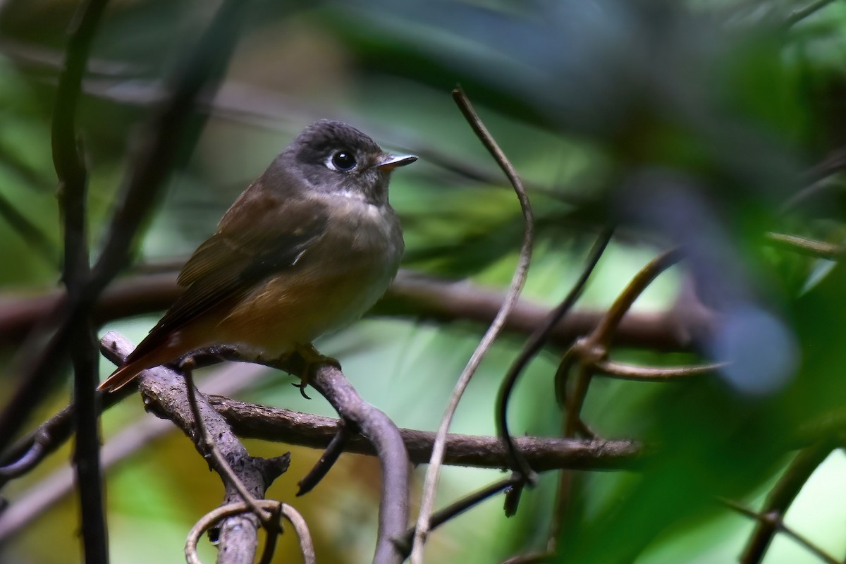 Ferruginous Flycatcher - ML643868935