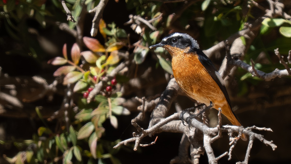 Moussier's Redstart - ML643868937