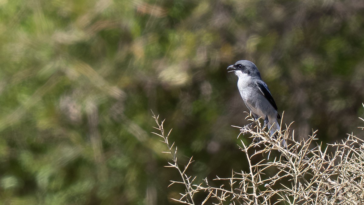 Great Gray Shrike (Sahara) - ML643868946