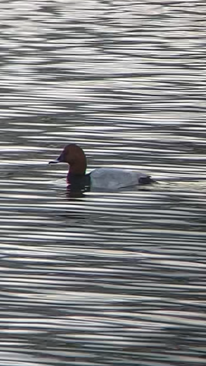 Common Pochard - ML643868947