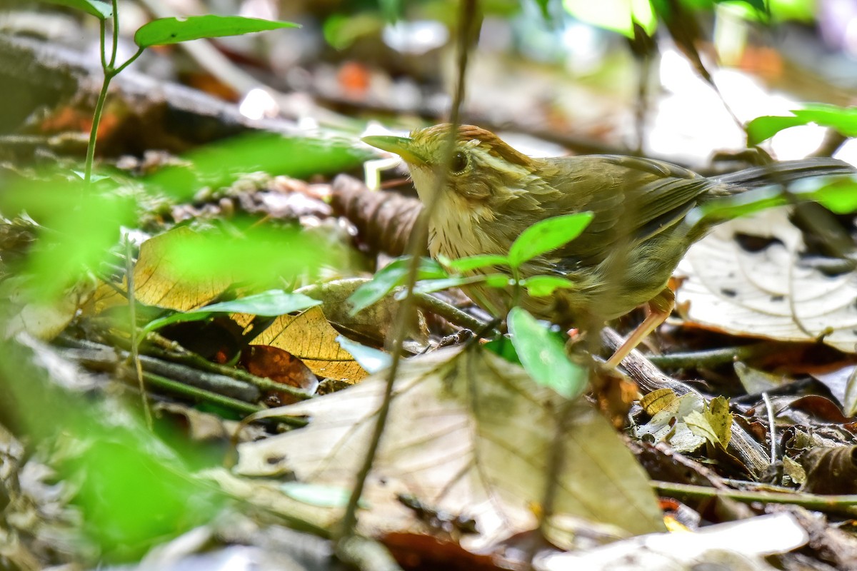 Puff-throated Babbler - ML643868948