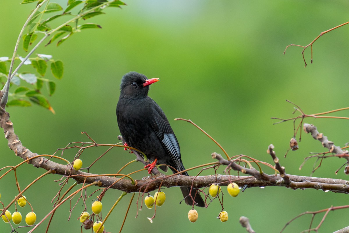 Black Bulbul (Gray-winged) - ML643868952