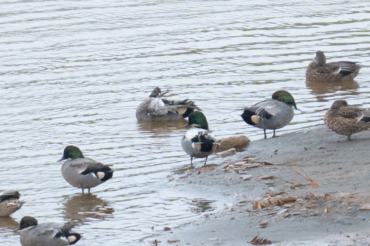Falcated Duck - ML643868962