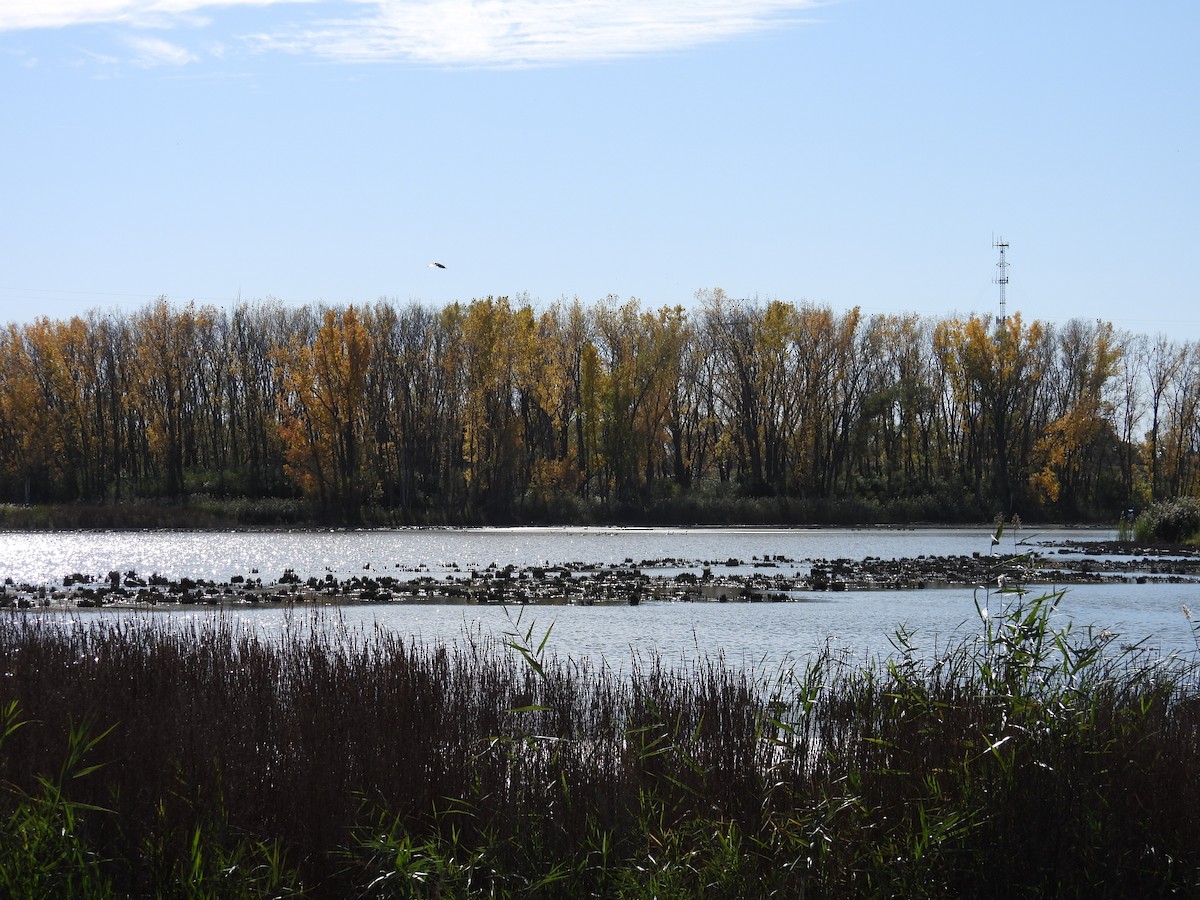 Canada Goose - ML643868964