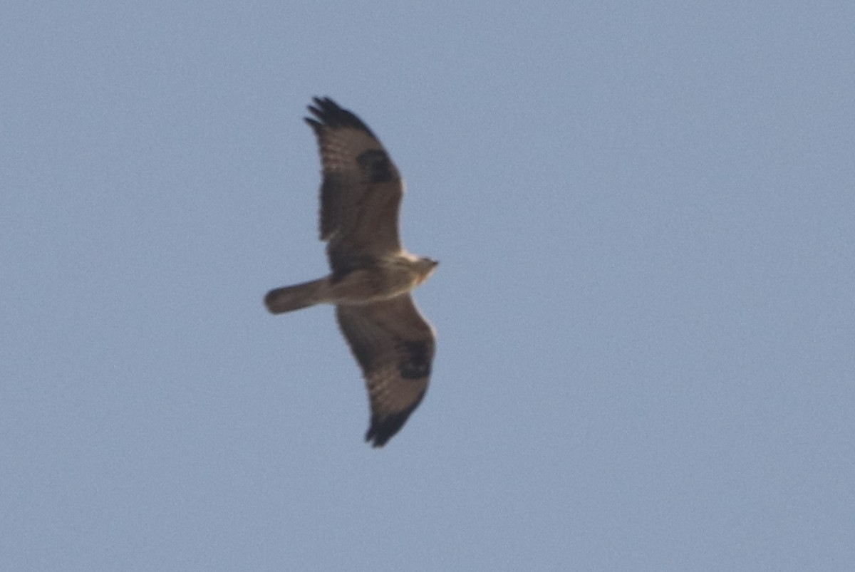 עקב עיטי - ML643868981