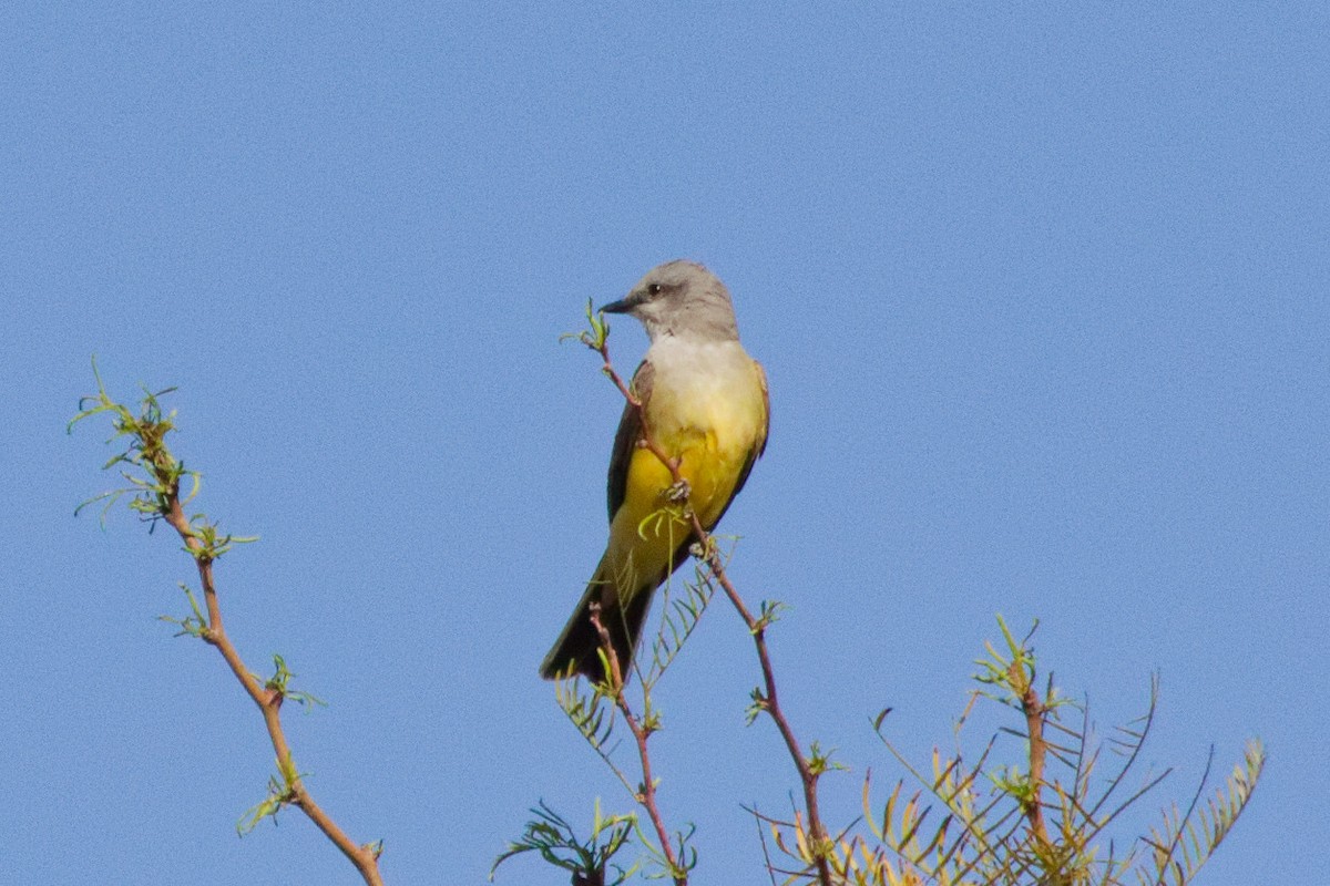 Western Kingbird - ML643868986
