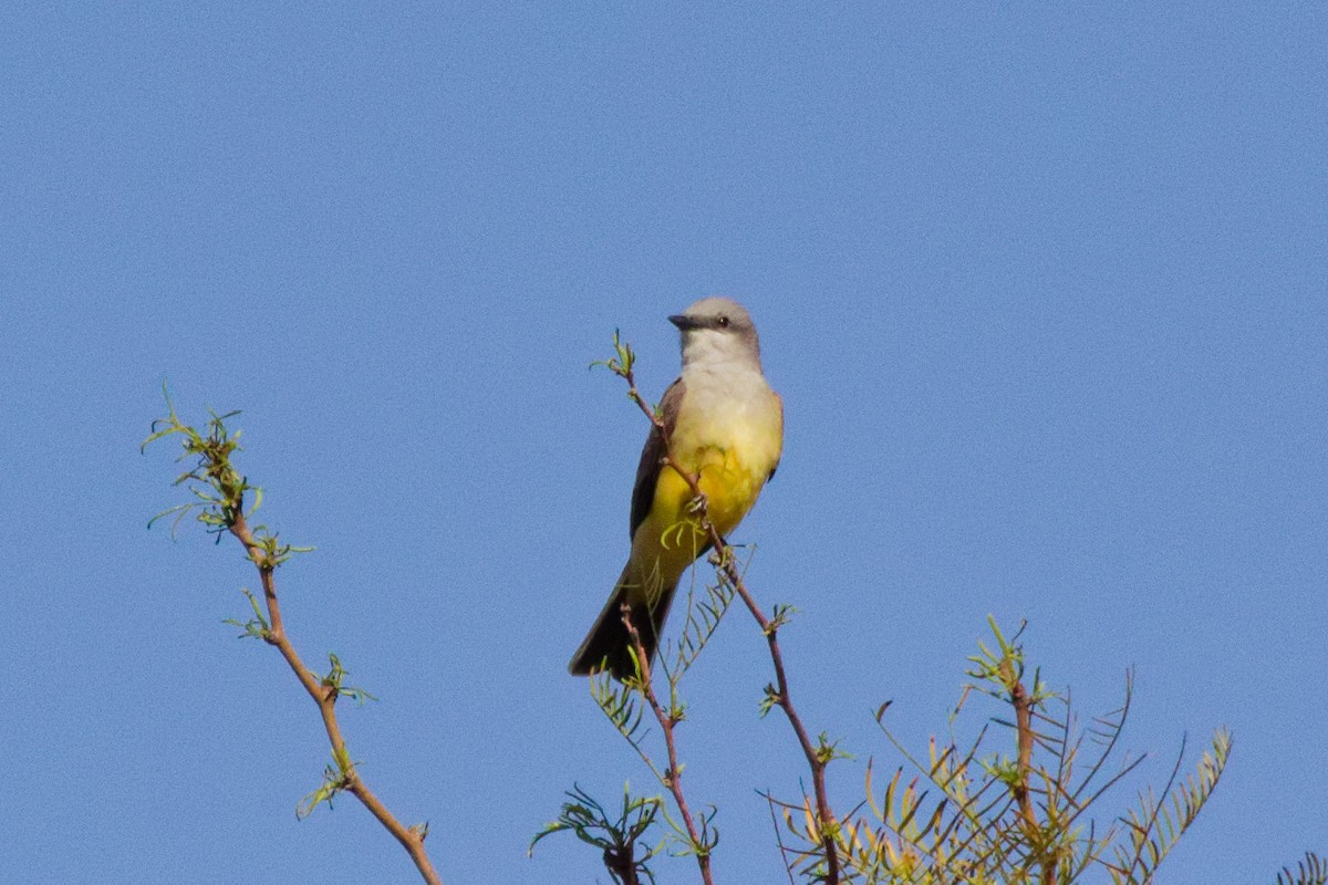 Western Kingbird - ML643868987