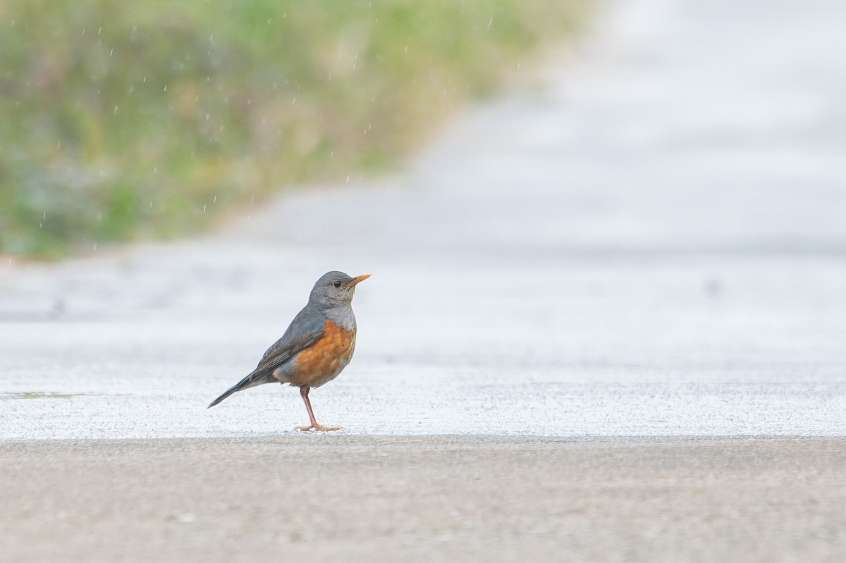 Gray-backed Thrush - ML643868988