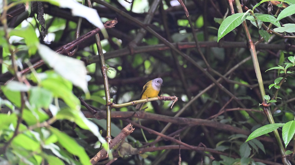 Gray-headed Canary-Flycatcher - ML643868991