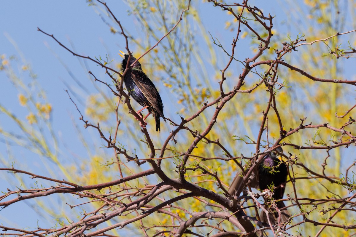 European Starling - ML643868992