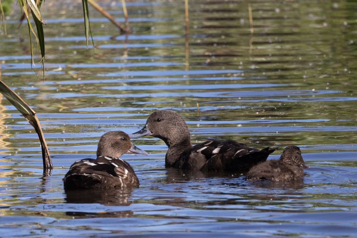 Canard noirâtre - ML643869001