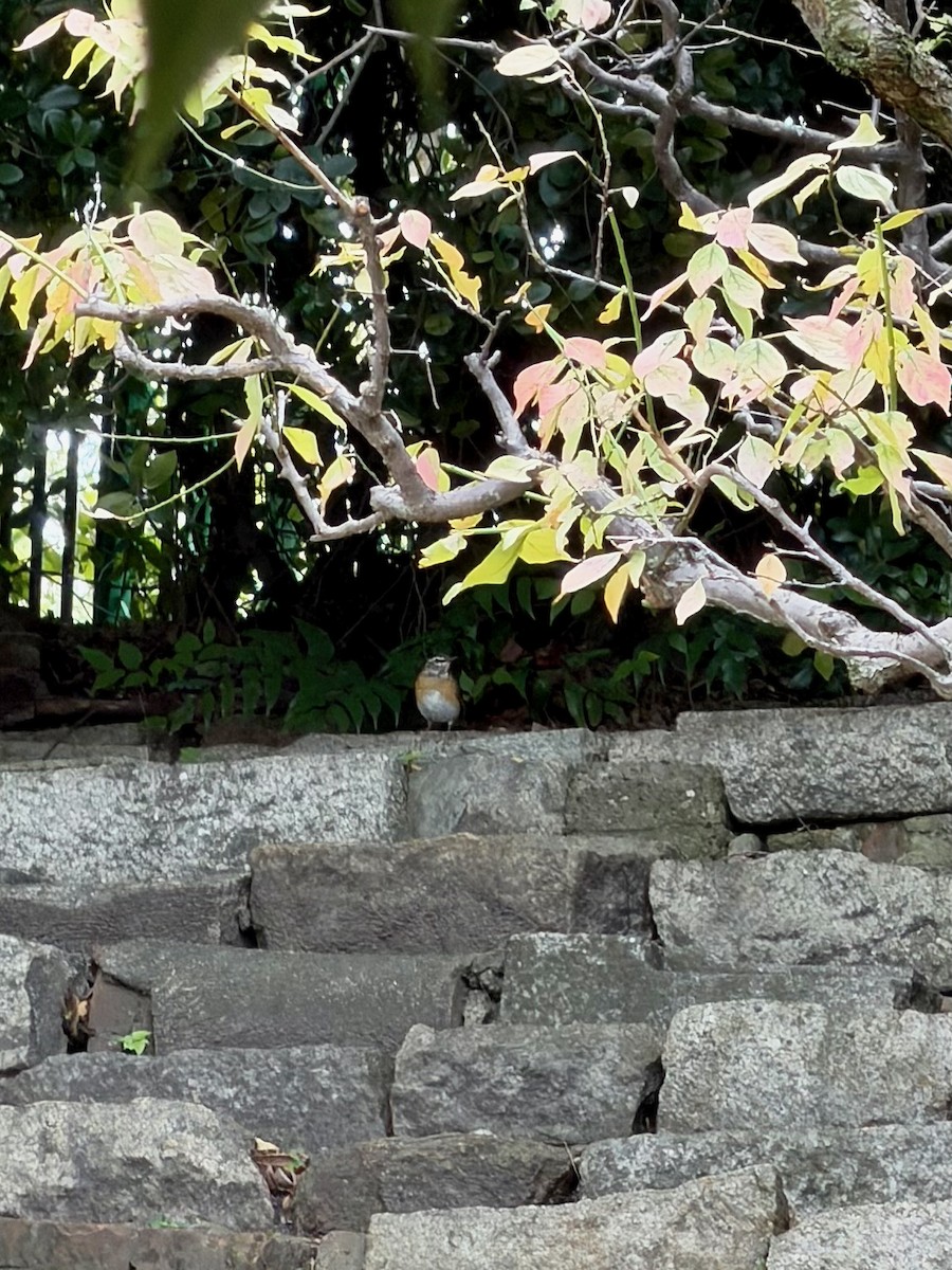 白眉鶇 - ML643869006