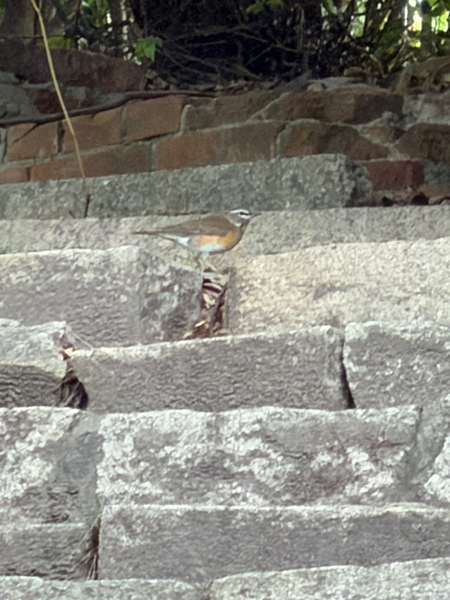 白眉鶇 - ML643869007