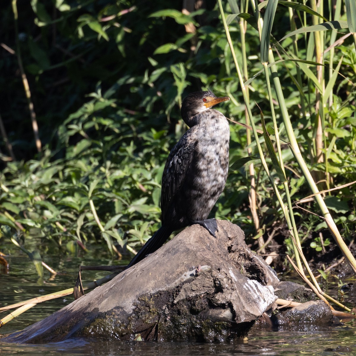 Reed Cormorant - ML643869008