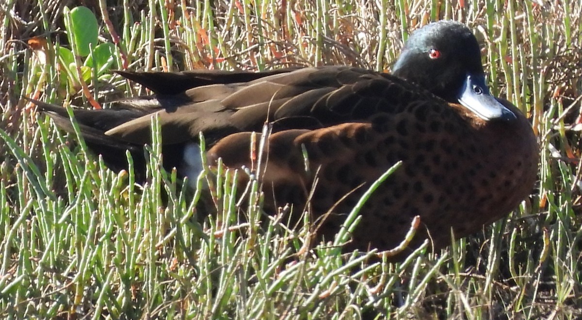 Chestnut Teal - ML643869009