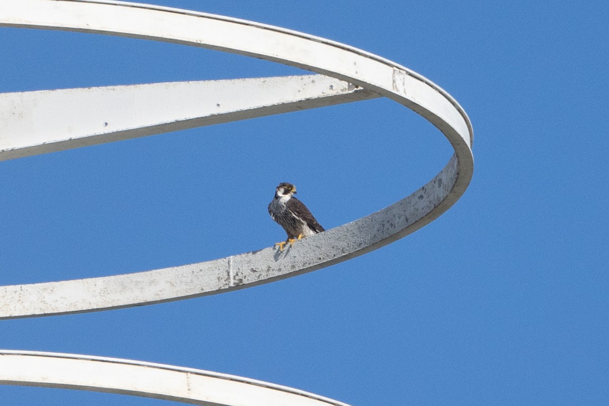 Peregrine Falcon (African) - ML643869013