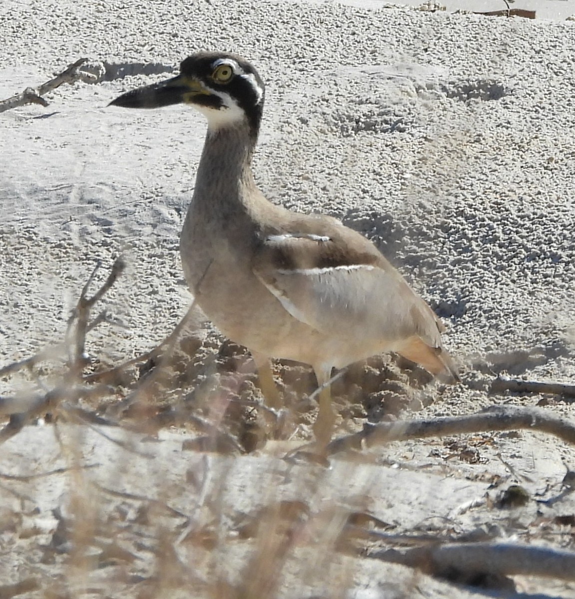 Beach Thick-knee - ML643869015