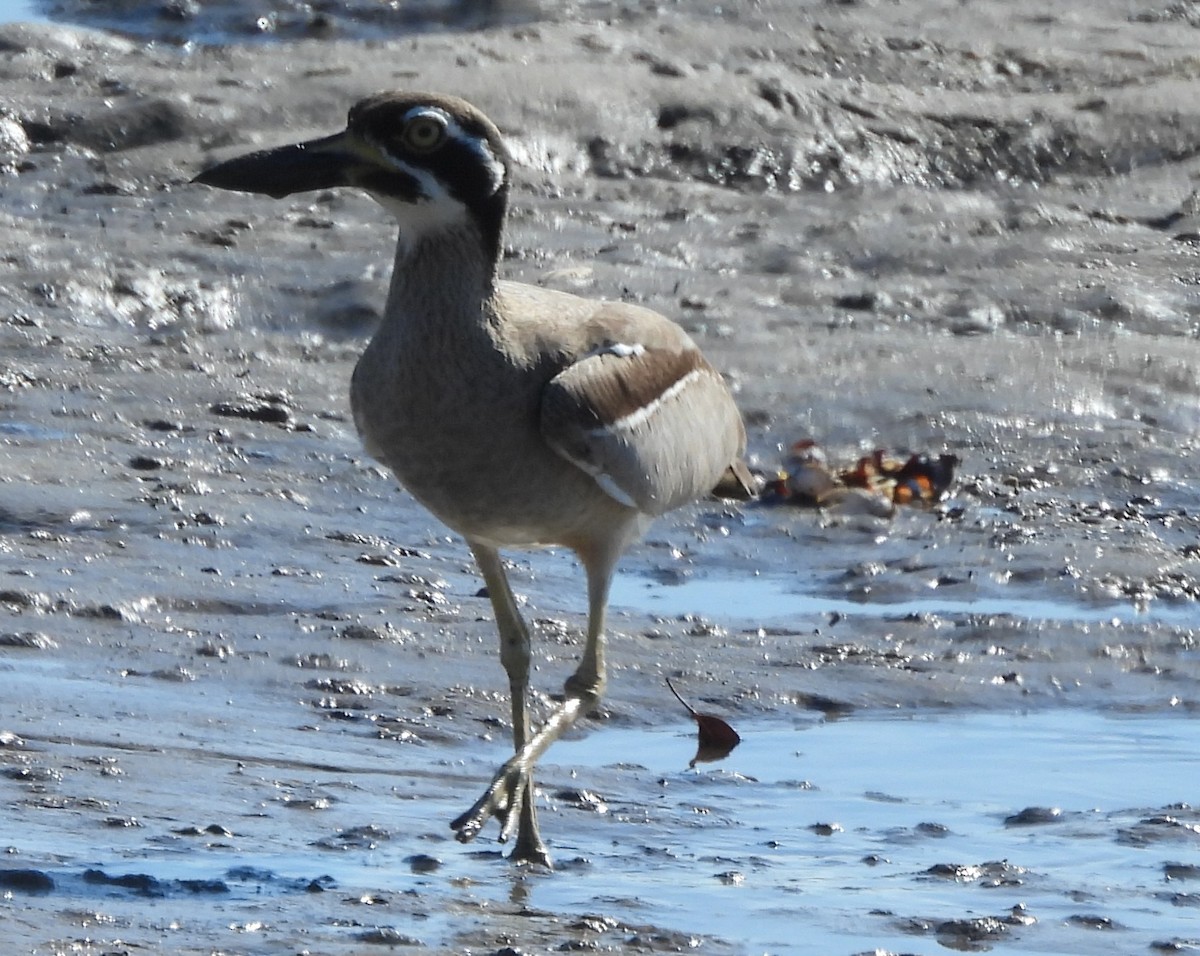 Beach Thick-knee - ML643869016