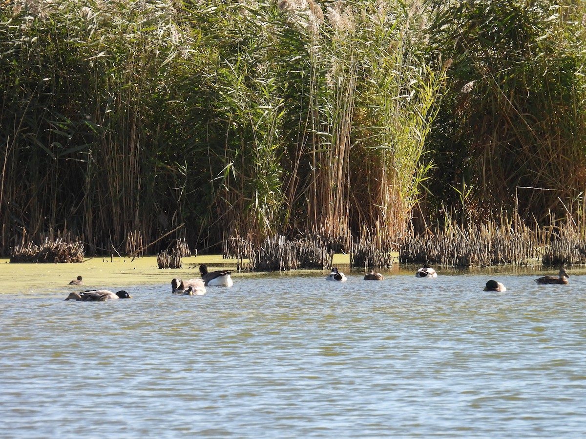 Mallard - ML643869018