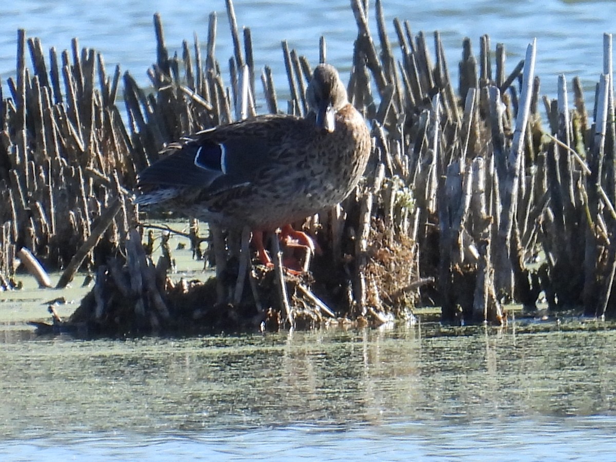 Mallard - ML643869019