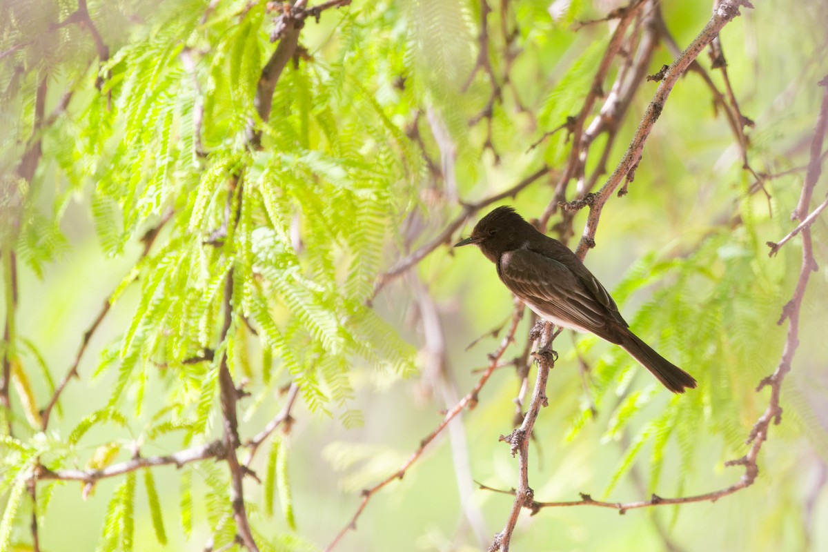 Black Phoebe - ML643869028