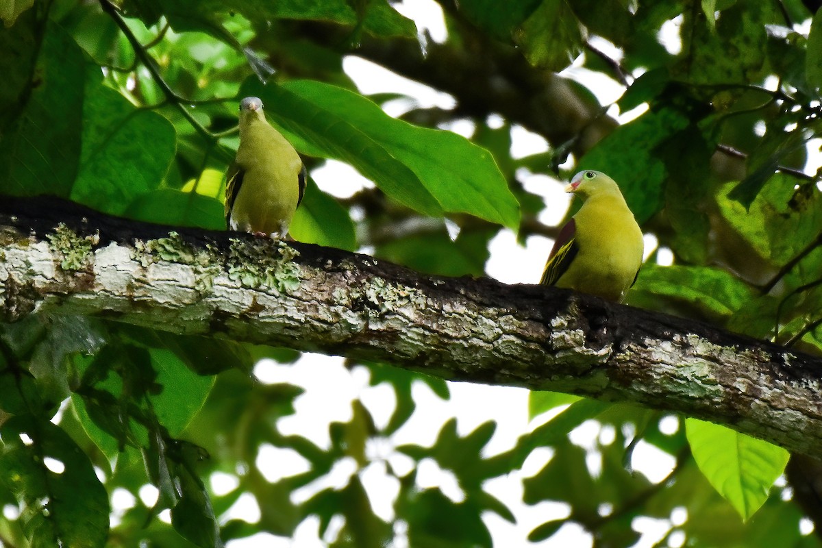 Thick-billed Green-Pigeon - ML643869029