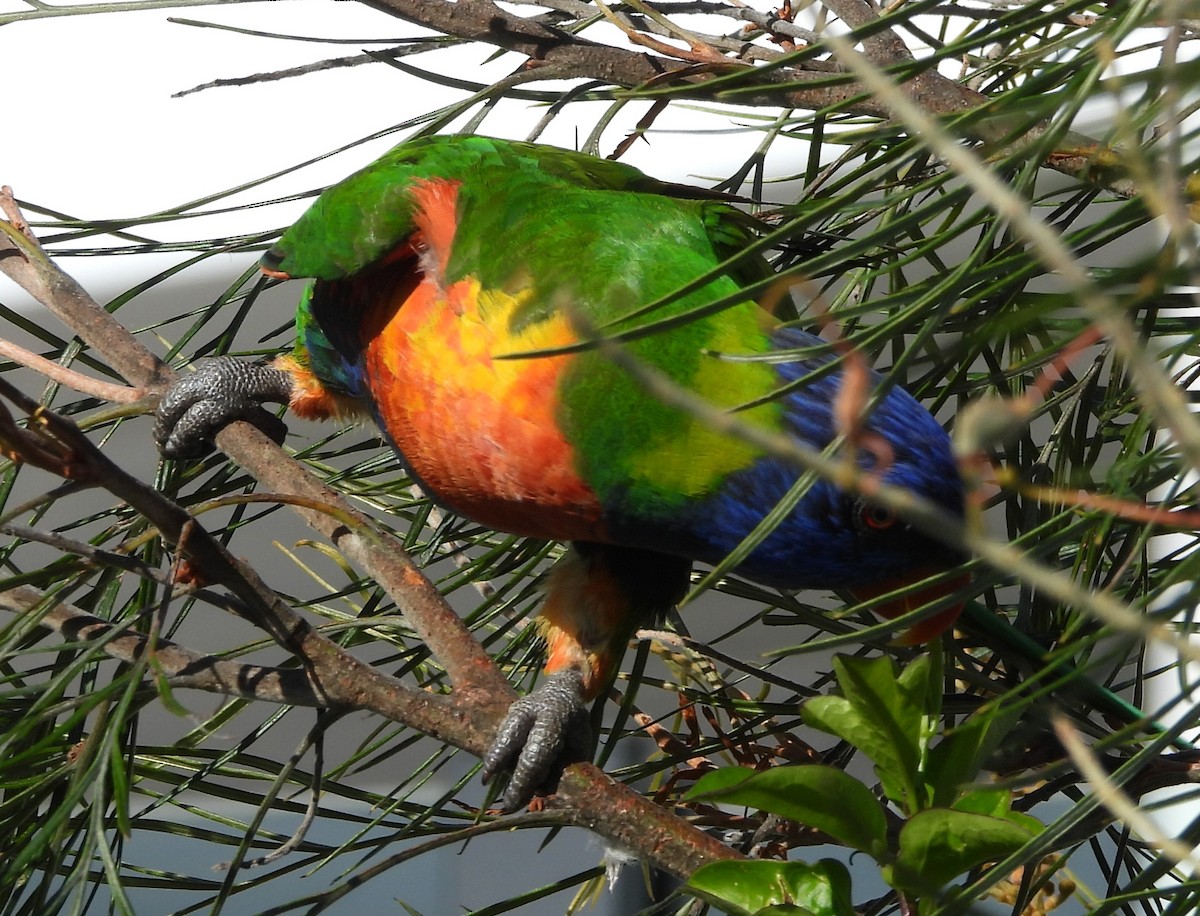 Rainbow Lorikeet - ML643869032
