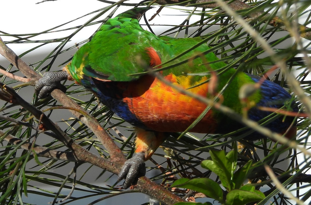 Rainbow Lorikeet - ML643869033