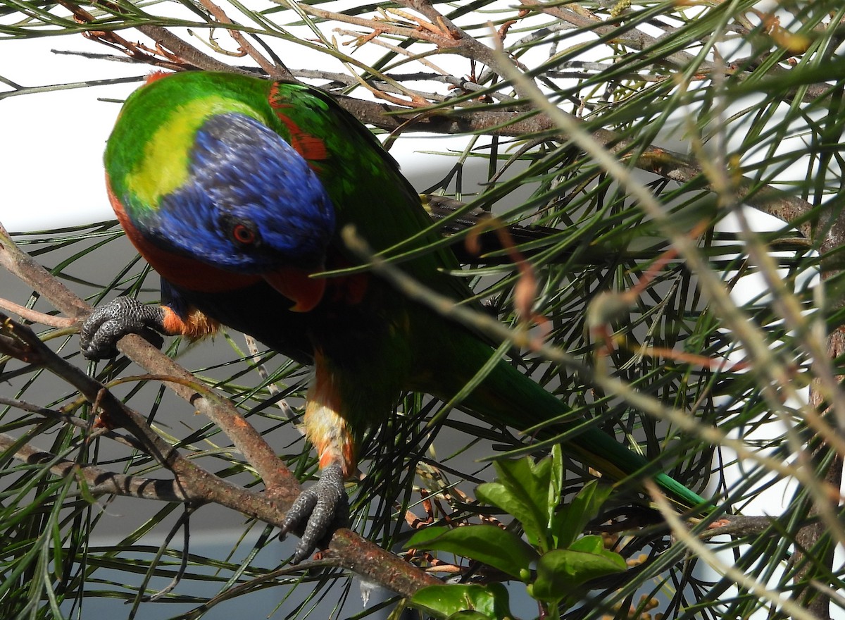 Rainbow Lorikeet - ML643869034