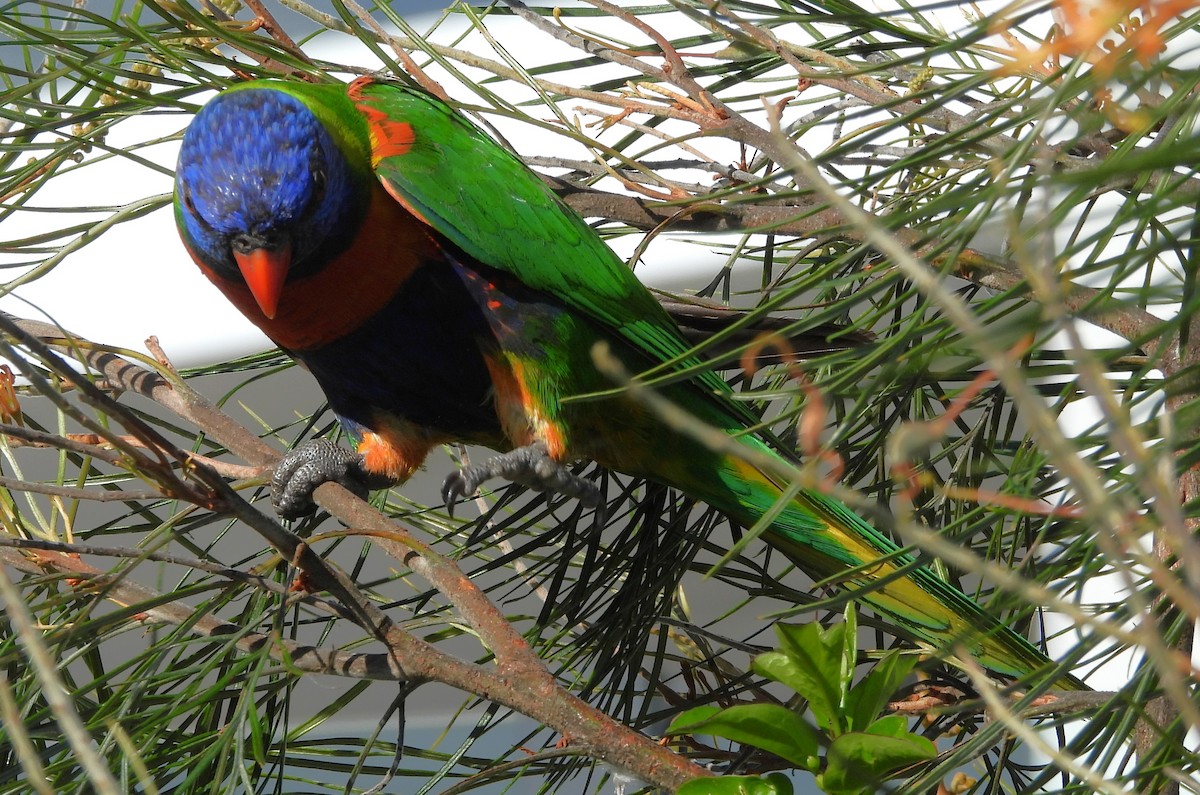 Rainbow Lorikeet - ML643869035