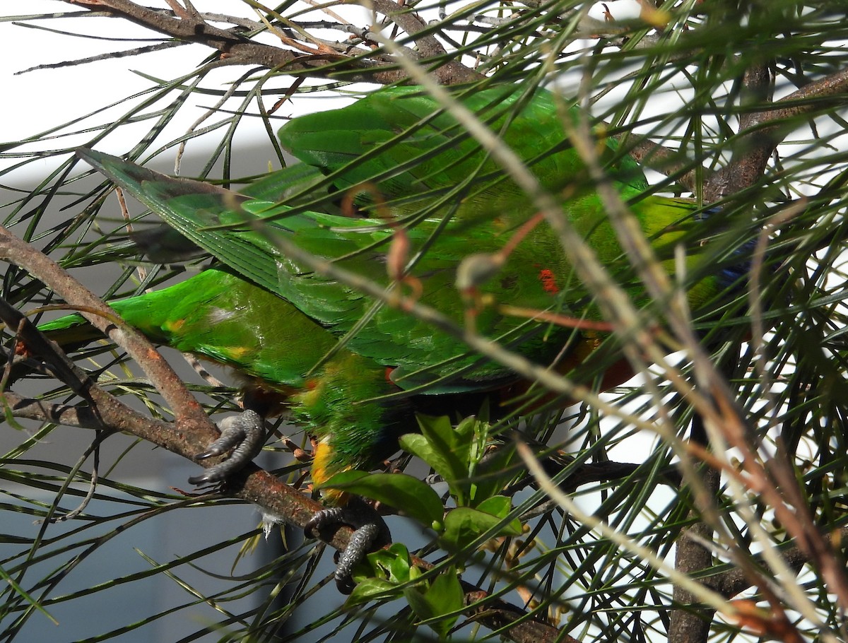 Rainbow Lorikeet - ML643869036