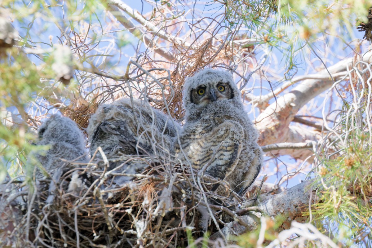 Great Horned Owl - ML643869047