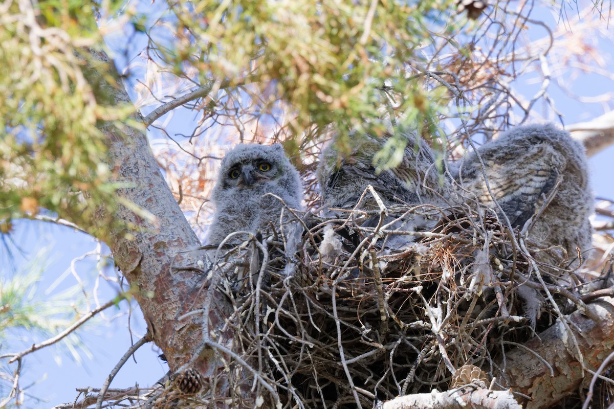 Great Horned Owl - ML643869048