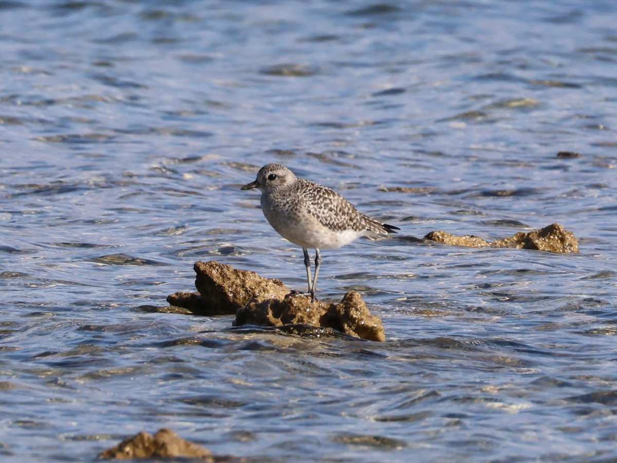 灰斑鴴 - ML643869050