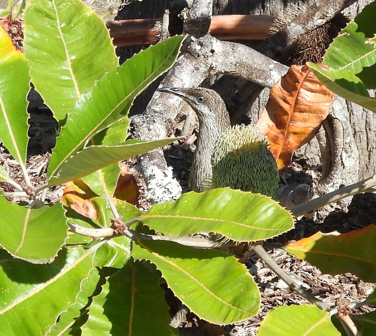 Little Wattlebird - ML643869053