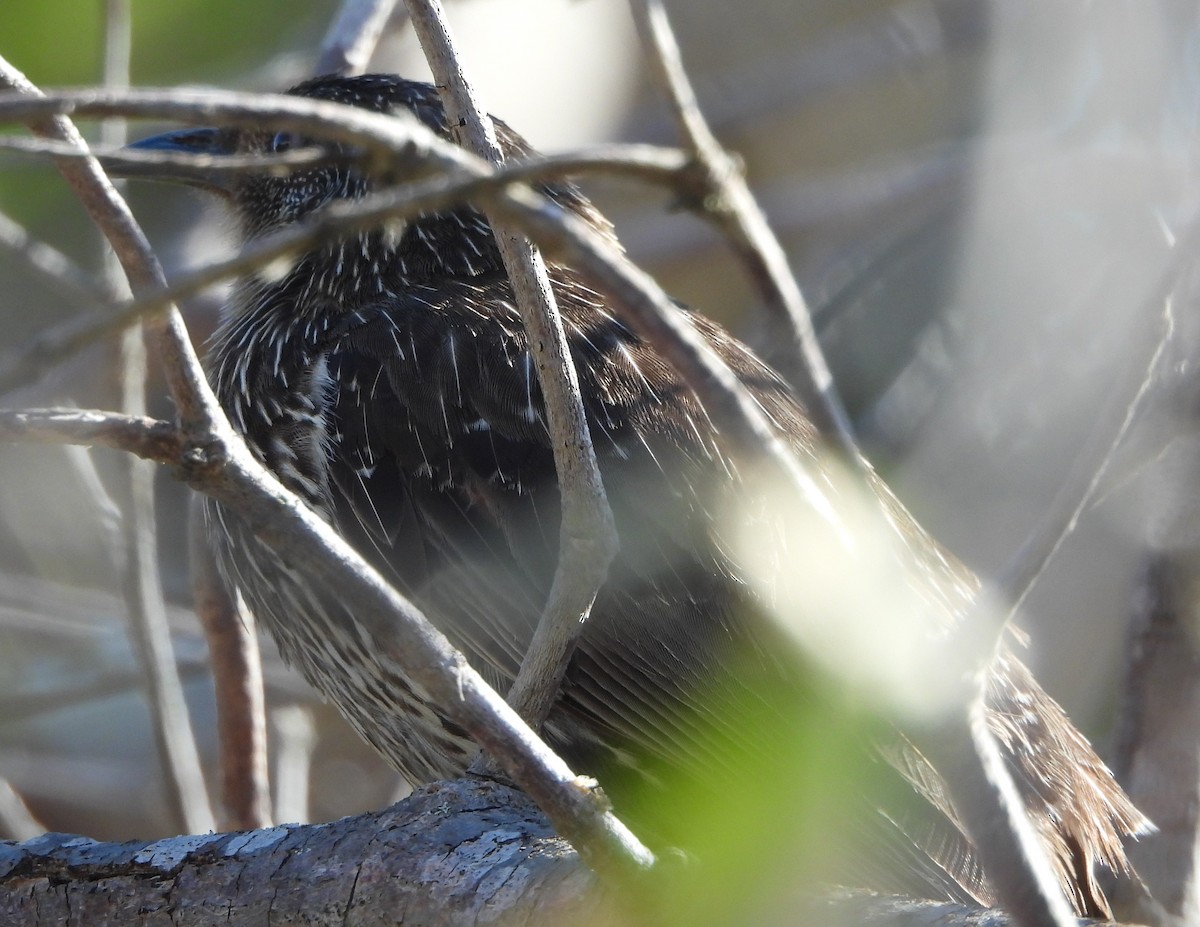 Little Wattlebird - ML643869054